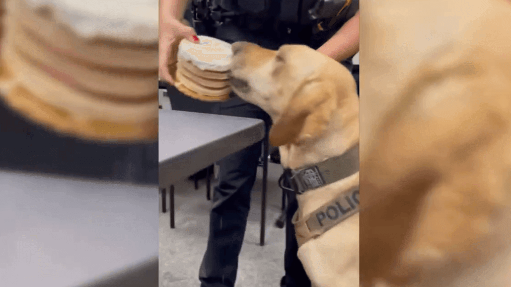 Police K-9 in Colorado enjoys cake to celebrate 2nd birthday (Photo: Boulder Police Department)