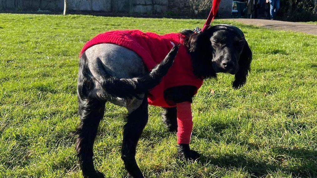 Ariel the cocker spaniel after surgery to remove extra limbs (Credit: Greenacres Rescue) 