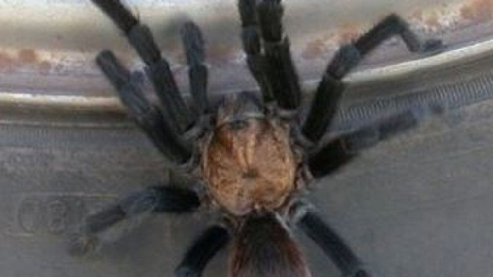 Tarantula mating season in Oklahoma is late August through October. More tarantulas will be found near homes and roadways while mating season ramps up. (Oklahoma State University Extension)