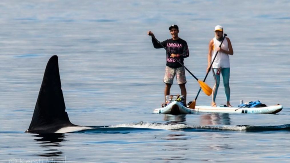 Paddle boarders get a close encounter with orca siblings off West Seattle  (Photo: Kersti Muul, Salish Wildlife Watch)