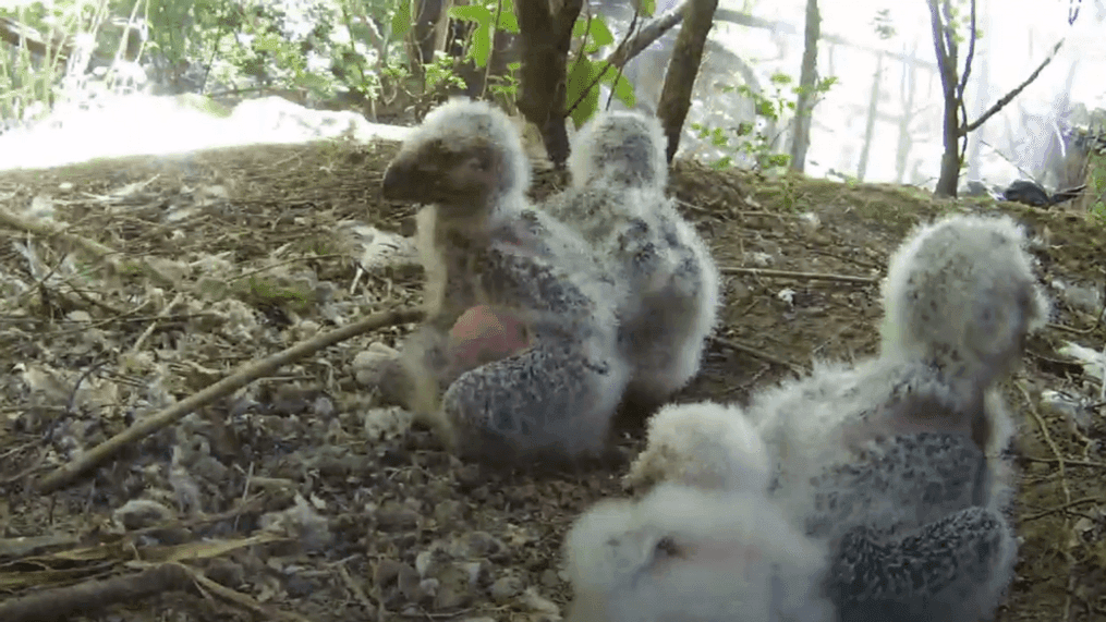 Four snowy owl hatchlings at the Oregon Zoo (Courtesy of the Oregon Zoo)