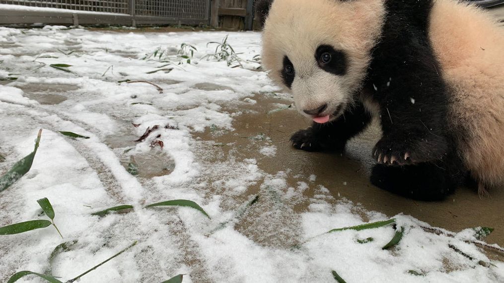 Smithsonian National Zoo captured the moments baby panda Xiao Qi Ji soaked in the snow, tongue out and all in what appears to be him waiting for a snowflake to taste. (Photo courtesy of Smithsonian National Zoo)