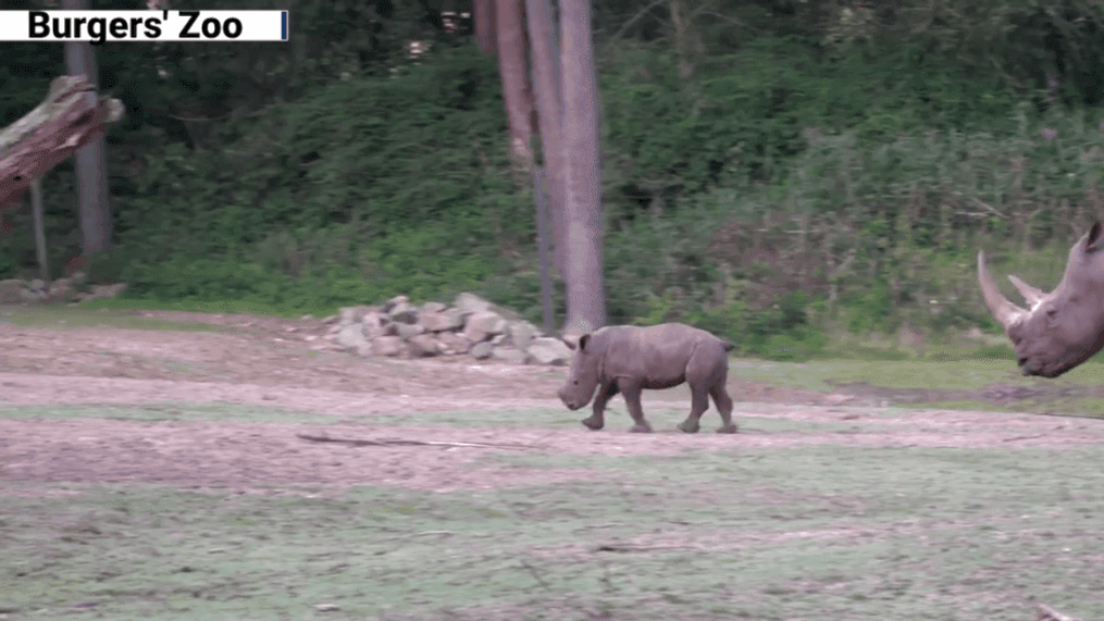 Baby rhino meets other animals for the first time (Burger's Zoo)