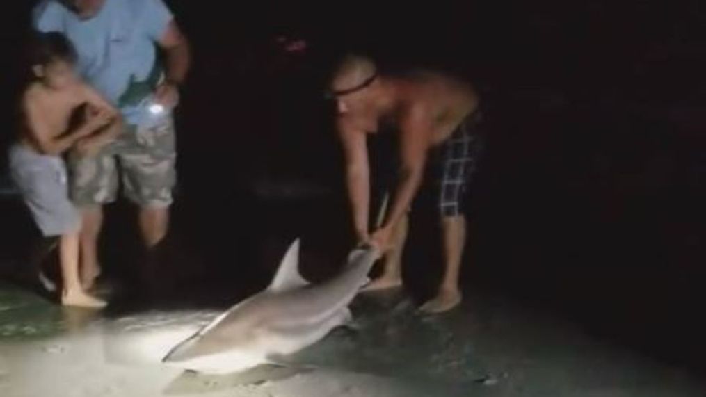 Family in Garden City catches shark and throws it back into the ocean (Photo from video recorded by Taylor Mcswain)