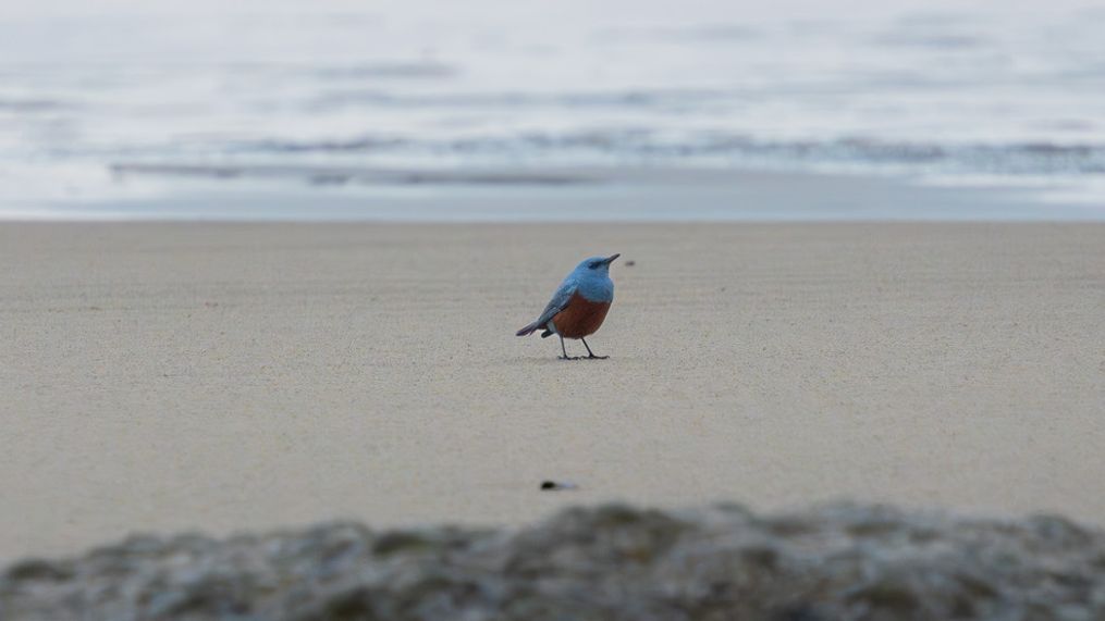 This photo of a bluebird, captured on the shore of Hug Point at Cannon Beach, Oregon, may be the first official sighting of the Blue Rock Thrush in the U.S. (Photo courtesy of Michael Sanchez)