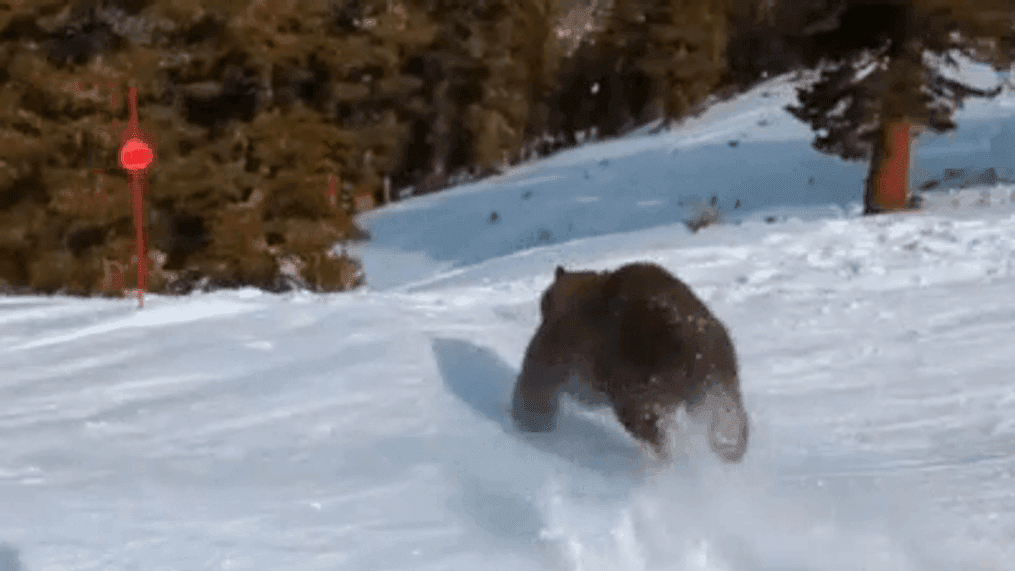 {p}TikTok user Tao Feng (@tao7570) captured a large bear run across the mountainside on the Ridgerun Trail at Heavenly Ski Resort on Sunday, Dec. 11. (Courtesy: Tao Feng){/p}