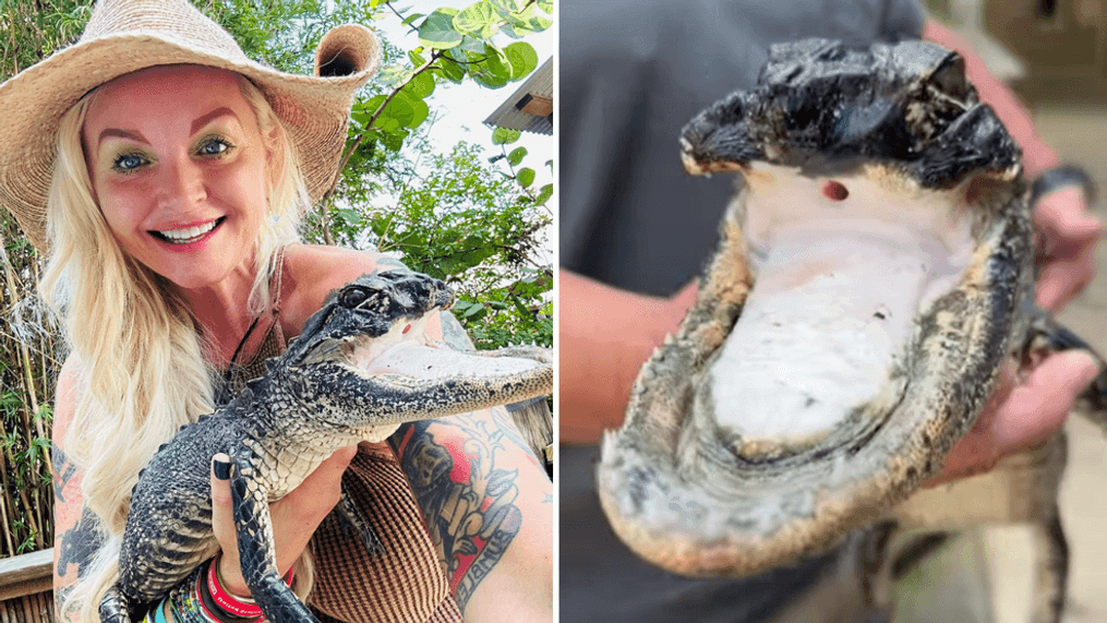 Alligator found missing upper jaw in Florida lake finds new home at wildlife preserve (Photo: Gatorland Orlando)