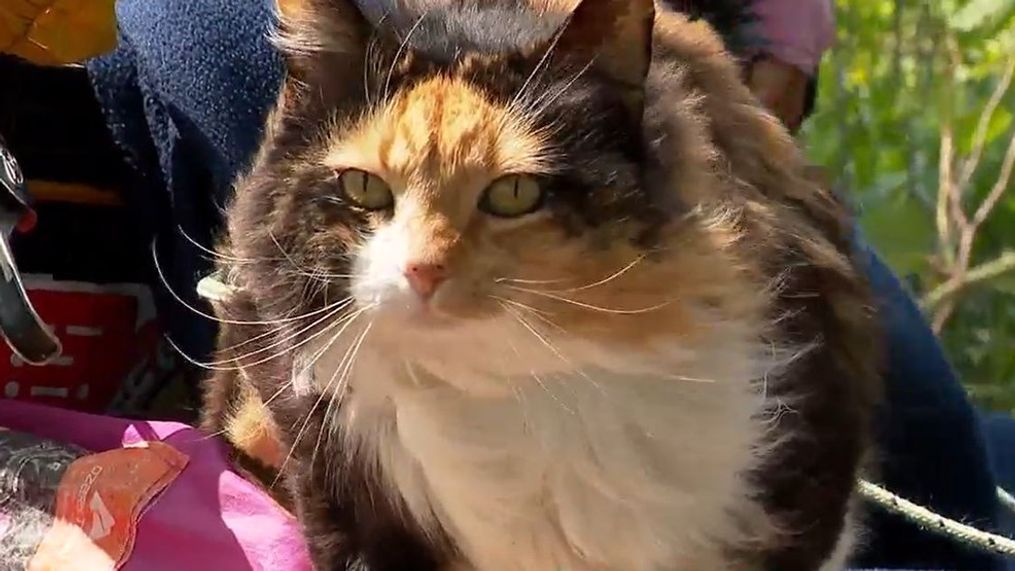 A bicyclist and his cat are wrapping up a cross-country journey in Maine. (WGME)