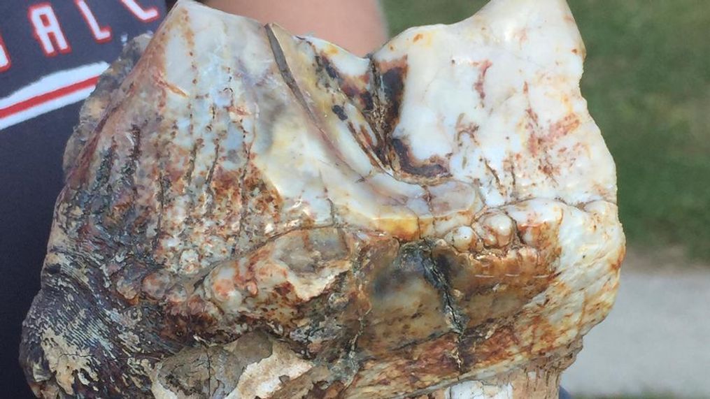 Birch Run Kid finds MastodonTooth