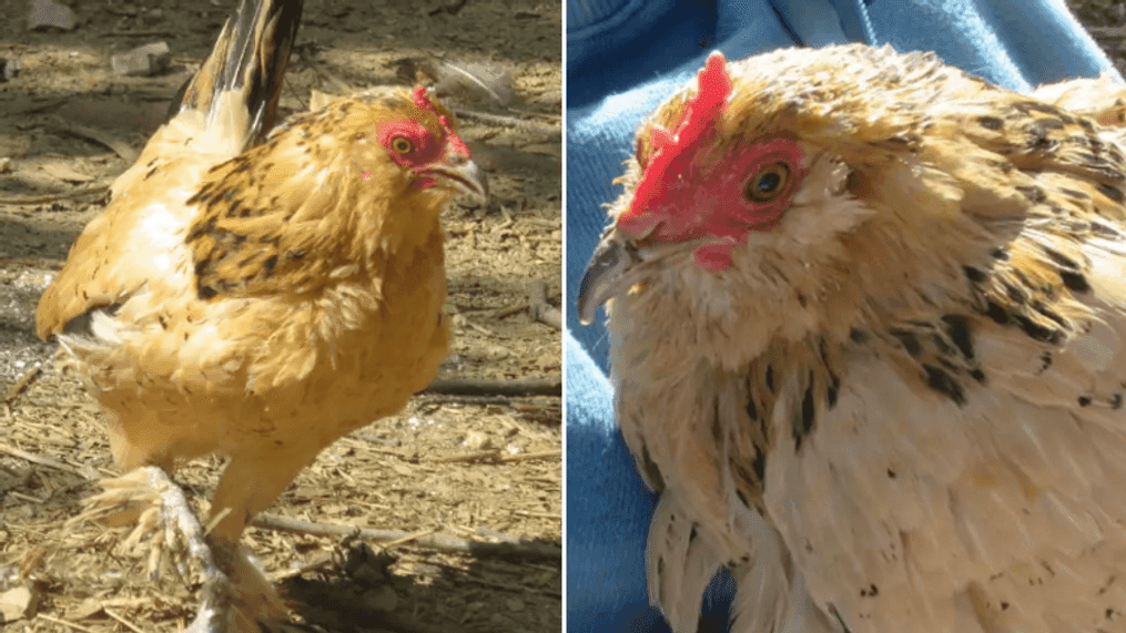 World's oldest chicken, Peanut, passes away in owner's arms on Christmas Day (Guinness World Records){&nbsp;}