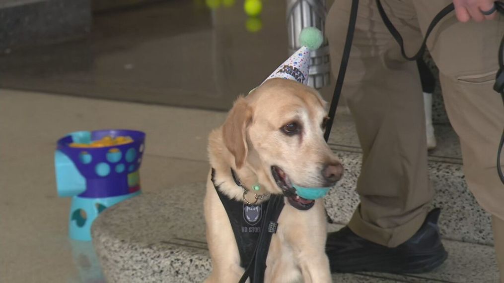 TSA K9 officer Messi was suprised with a retirement ceremony at Ronald Reagan Washington National Airport on Friday, April 19, 2024. (7News)