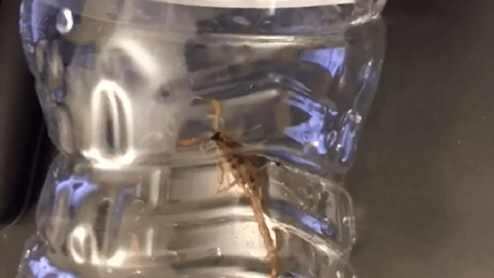 Md. couple finds live scorpion in bag of Giant brand spinach (Courtesy Shanmukha Pranay Rajeev Jerripothula)