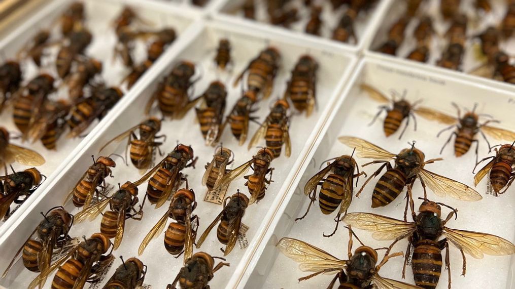 The very first murder hornet nest located in the United States, which originated in Washington State, now resides at the Natural History Museum in Washington, D.C. (Photo: Kevin Kuzminski, 7News)