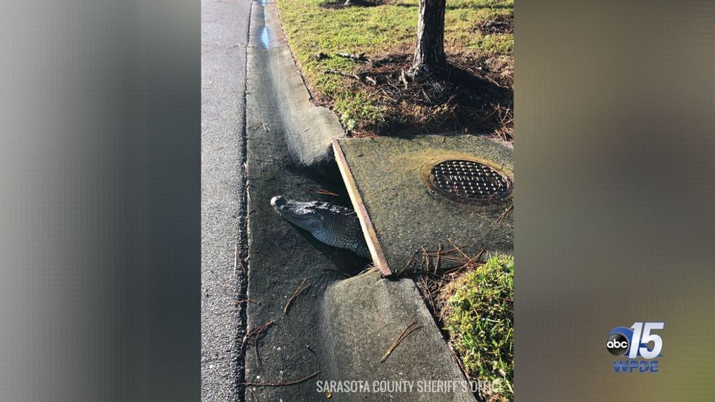 Alligator saved by Florida officers after getting stuck in storm drain (Credit: Sarasota County Sheriff's Office)