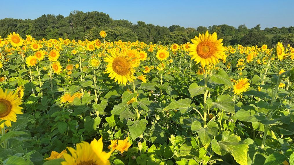 7News took a trip down to Whitetails Farm in Clarksburg, Maryland, and captured this stunning summer view on Thursday, Aug. 4, 2022. (7News)