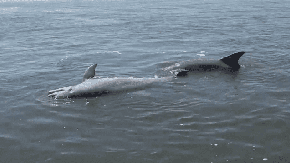 A fisherman captured video Monday, May 8, 2017, of two dolphins in the Charleston Harbor apparently trying to help a third dead dolphin. (Facebook/J.R. Waites)