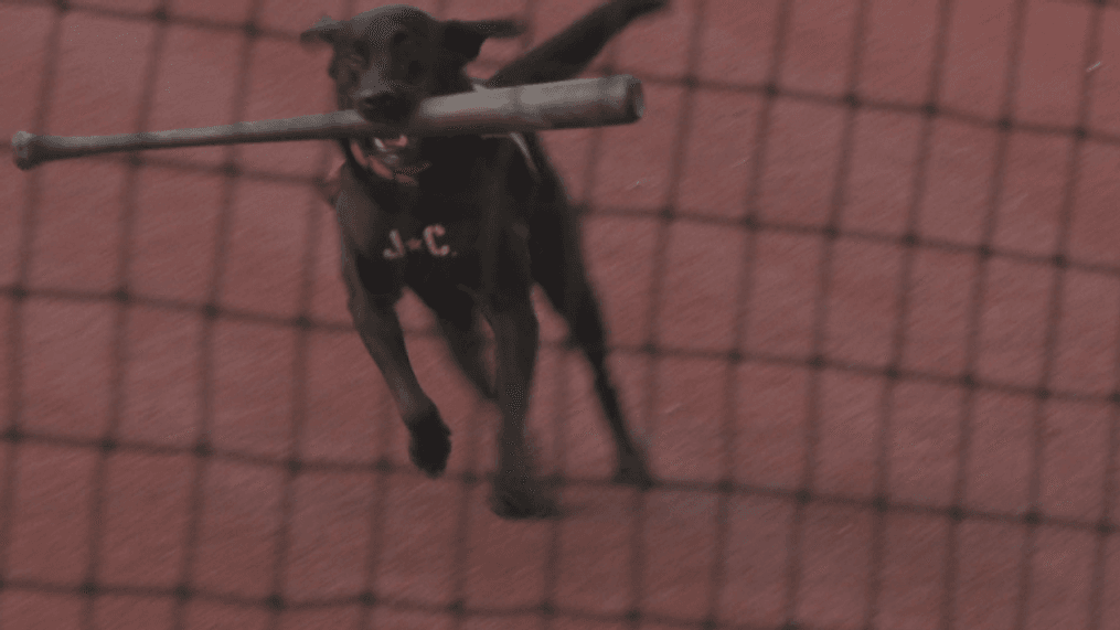 Rocky the bat dog fetching a bat (WCYB Photo)