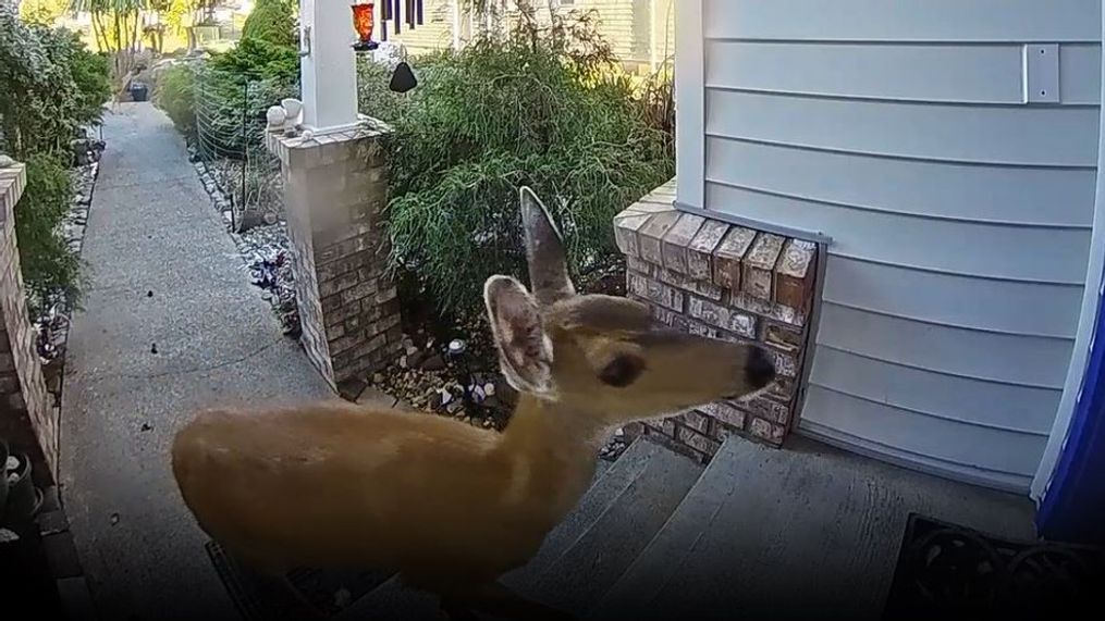 A curious deer was caught on camera in Washington state "knocking" at someone's front door. (Photo courtesy of Jade Montejo)