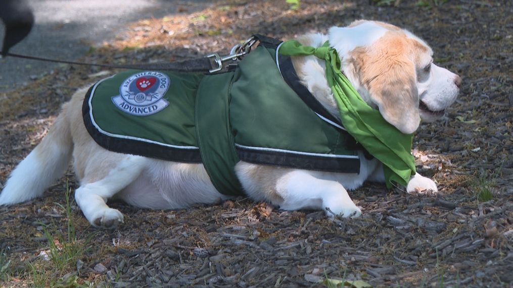 Beloved therapy dog found after days in Rhode Island woods (WJAR)