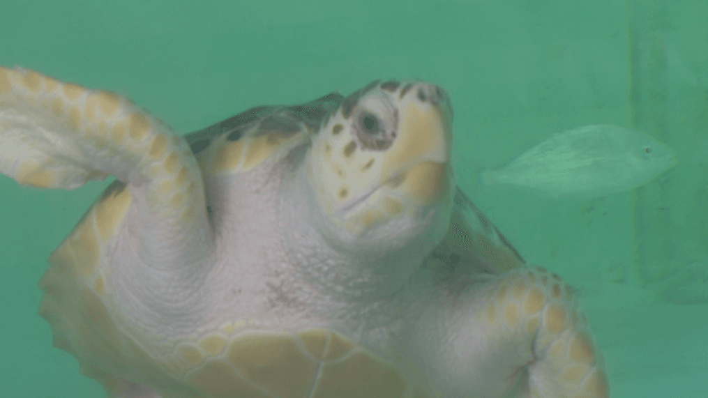 Ike, the loggerhead sea turtle, at the Tybee Island Marine Science Center in Georgia. (Credit: Anna Hughes/WTGS)