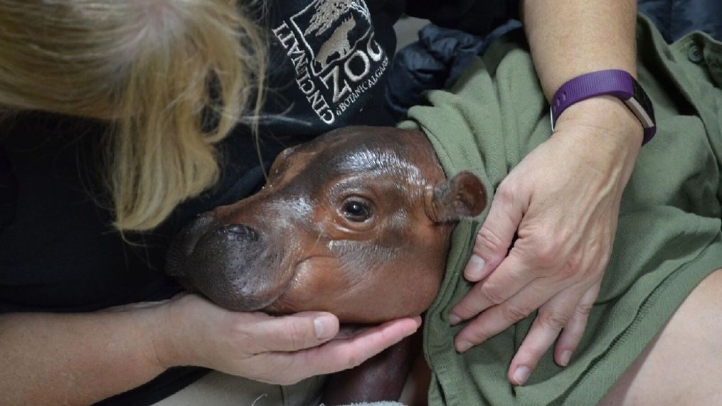 Baby Nile hippo in critical condition after her premature birth (Cincinnati Zoo)