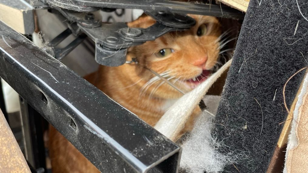 Family donates old recliner to thrift store, along with their beloved ginger cat (Courtesy: Denver Animal Shelter)