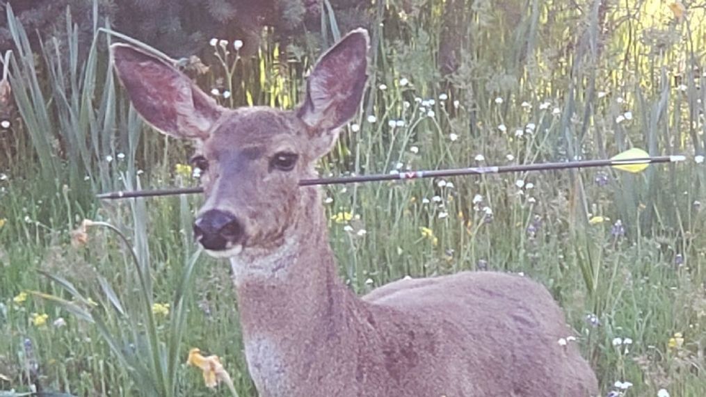 Oregon State Police investigating after deer shot with arrows (photo from Oregon State Police) 