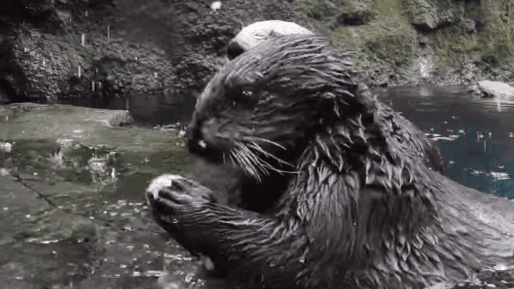 Otters were caught on cam breaking open clams at the Oregon Zoo. (Courtesy: Oregon Zoo)