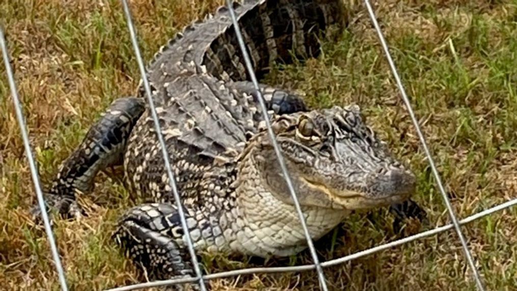 San Antonio man putting out the trash comes face-to-face with alligator (Photo: San Antonio Animal Care Services)