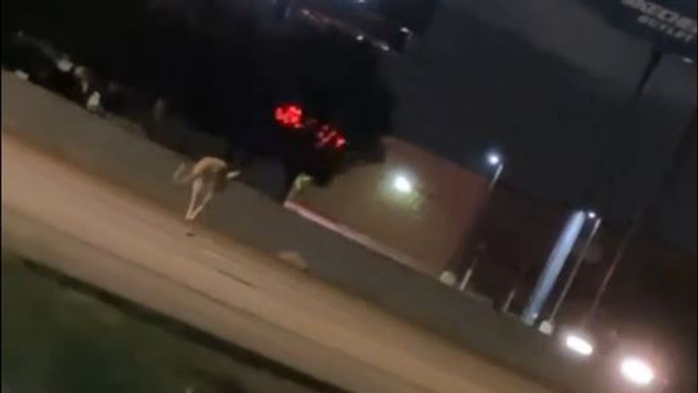 Kangaroo jumping down eastbound I-40 near Coulter Street in Amarillo, Texas, on June 8, 2024. (Credit: Jacob Brown)