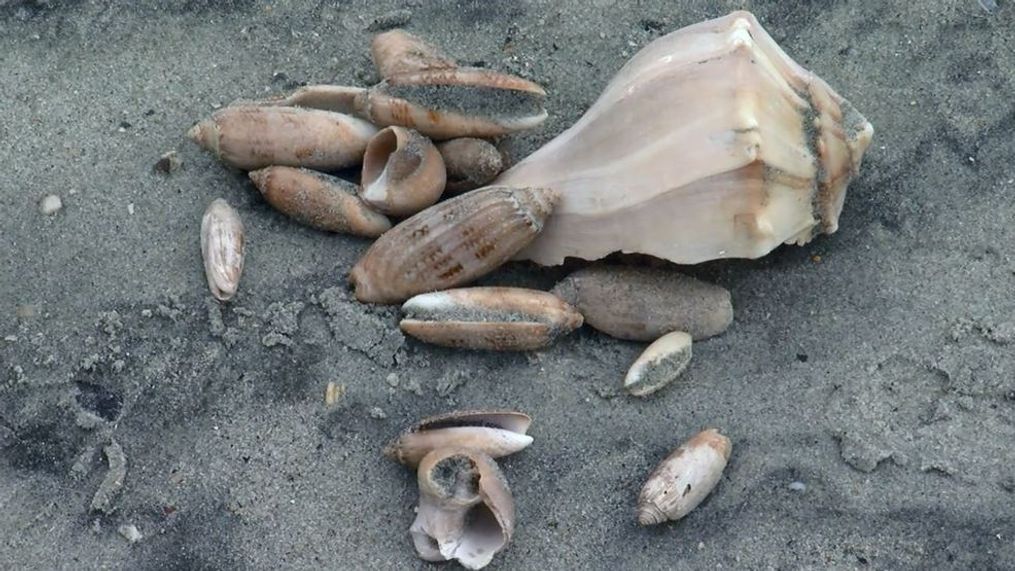 Large shells have been brought to the shores of Surfside Beach, S.C. by Hurricane Irma and by a beach re-nourishment project. (WPDE/Amanda Kinseth)