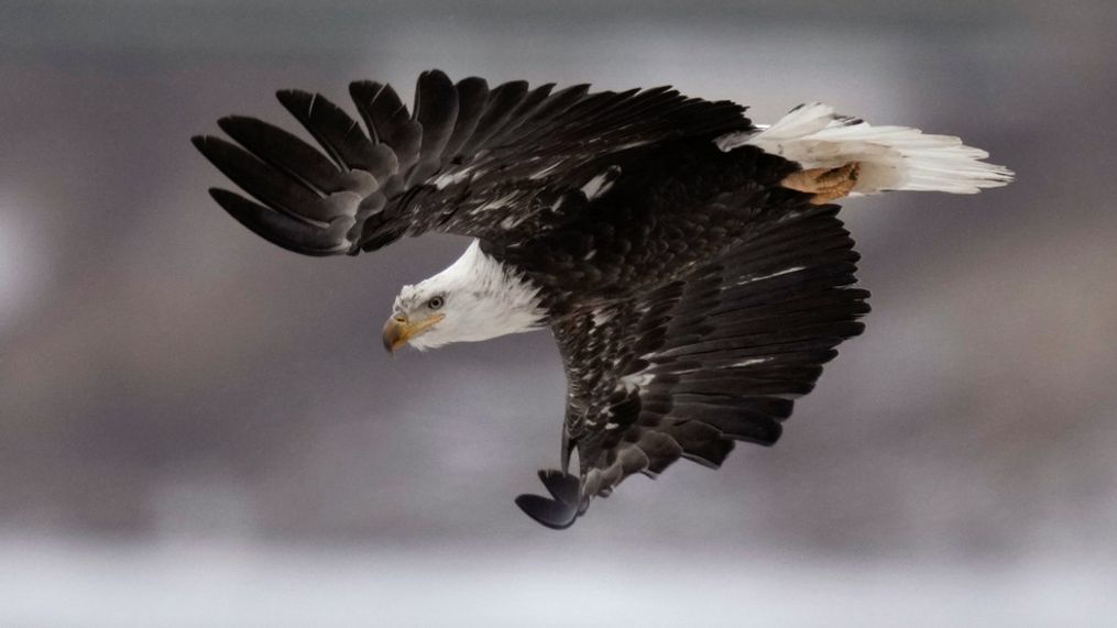 FILE - A bald eagle flies over a partially frozen Des Moines River, Dec. 21, 2022, in Des Moines, Iowa. (AP Photo/Charlie Neibergall, File)
