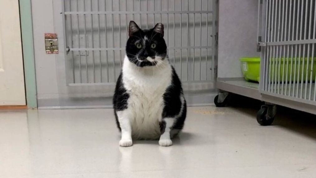 Lunchbox will be looking for a new home after shedding some pounds (Courtesy: Oklahoma Humane Society)