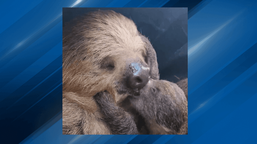 Mother sloth Fiona shares kisses with her baby Jeffrey at the Roger Williams Park Zoo. (Credit: Roger Williams Park Zoo) 