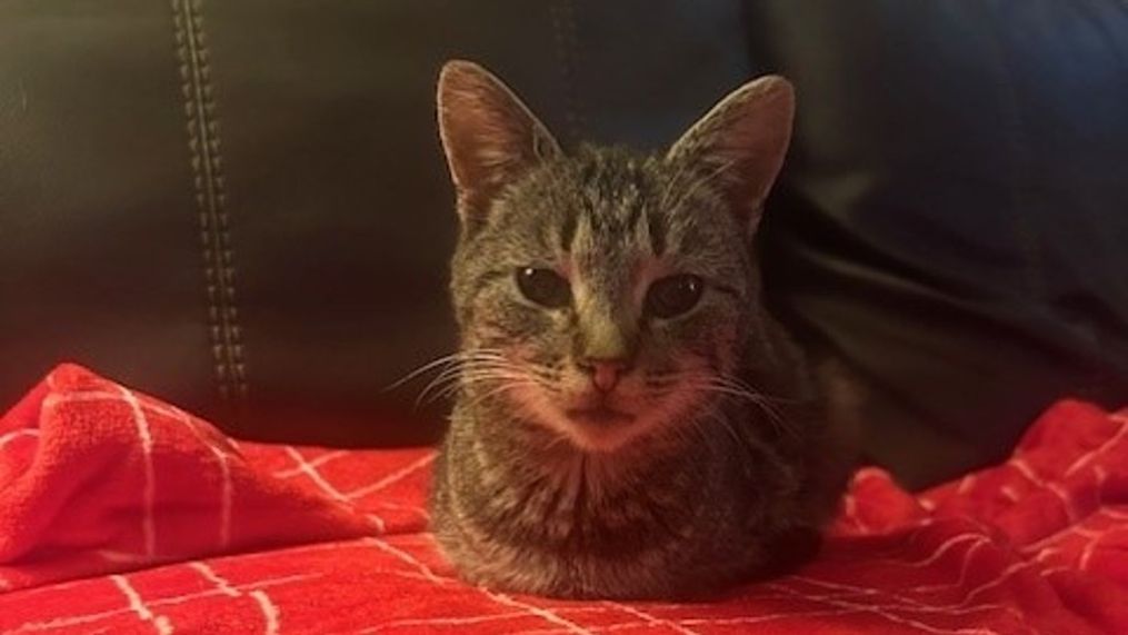 Spirit the cat (Photo: Allegheny County Police Department)