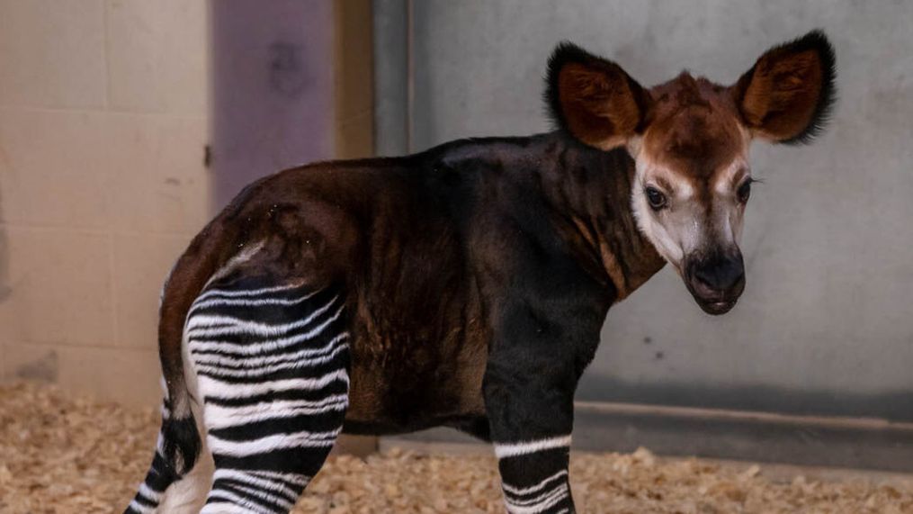 The Oklahoma City Zoo announced the birth of a rare, endangered okapi calf on Wednesday. The calf was born on Wednesday at 3:42 a.m. in the zoo's okapi barn. (Photo: OKC Zoo)