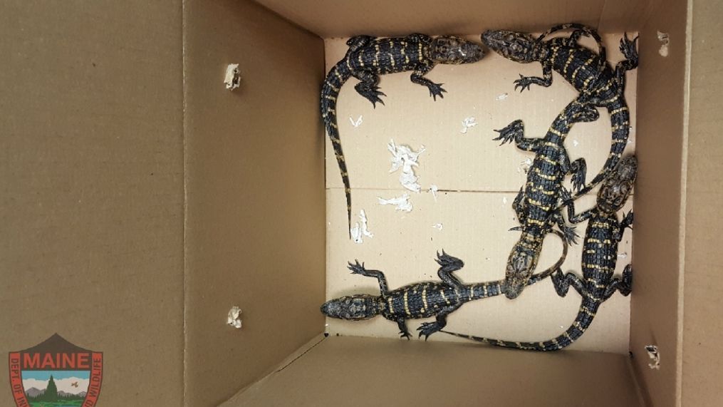 Maine game wardens say they seized five small alligators in Augusta Tuesday afternoon. (Maine Warden Service)