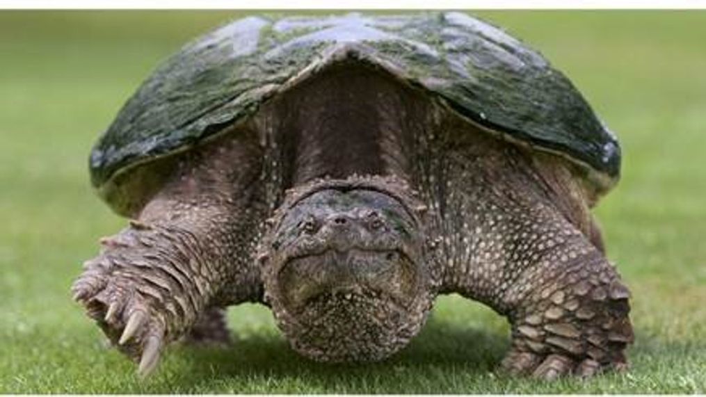 FILE- Snapping turtle (Photo: Montana Fish, Wildlife & Parks)