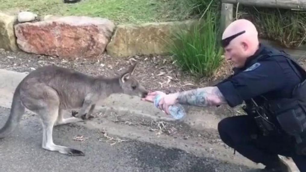 Police officer gives water to thirsty kangaroo affected by bushfire (NSW Police Force via Storyful)