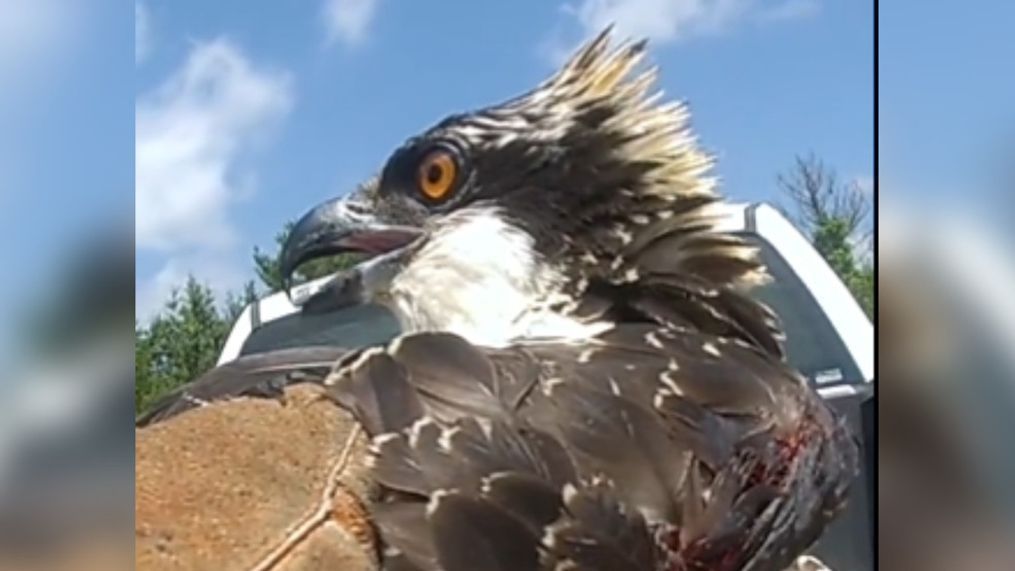 An osprey was rescued from a treetop Friday morning July 21 by Fairfax police and fire. (Credit: Fairfax County Fire & Rescue){&nbsp;}