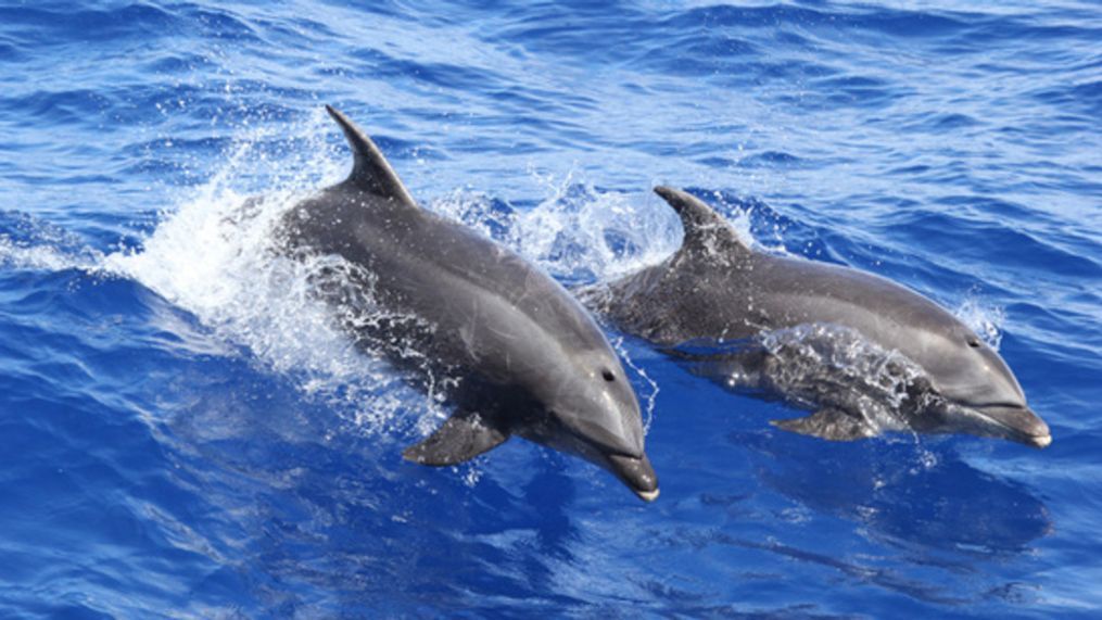 Bottlenose dolphins (NOAA Fisheries, Lisa Morse)