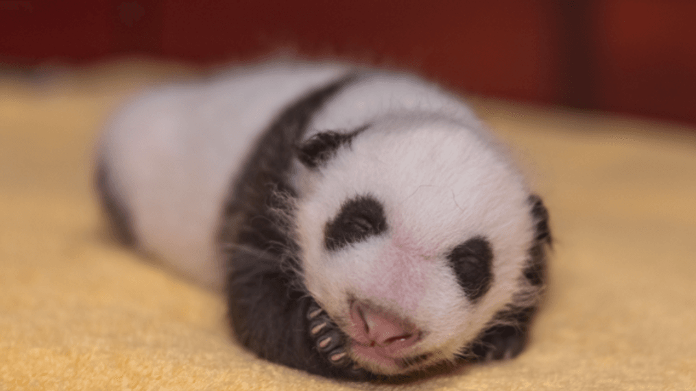 Tian Tian and Mei Xiang's giant panda cub rests at the Smithsonian National Zoo a few weeks after being born. (Image: The National Zoo){p}{/p}