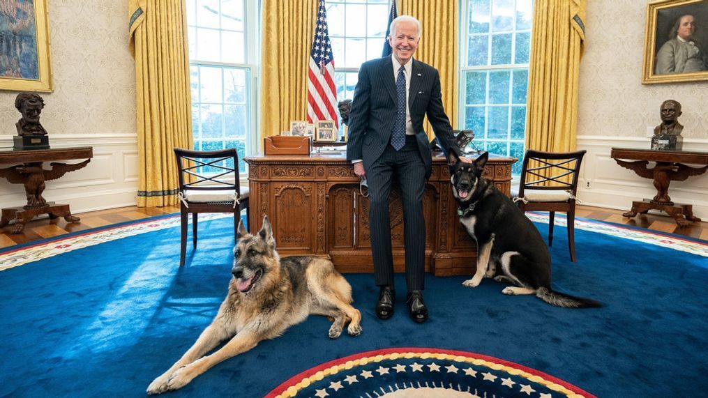 President Joe Biden with his dogs Major and Champ in the Oval Office of the White House (Official White House Photo by Adam Schultz)