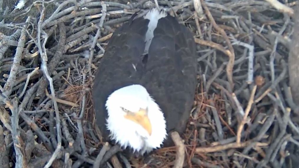 Eagle cam shows mom or dad keeping the eggs nice and cozy. (YouTube/Friends of Big Bear Valley)