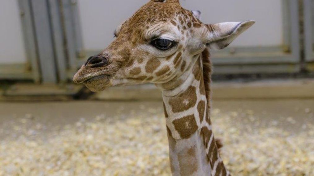 The Omaha Zoo Just Welcomed the Cutest Baby Elephant — See the Photos