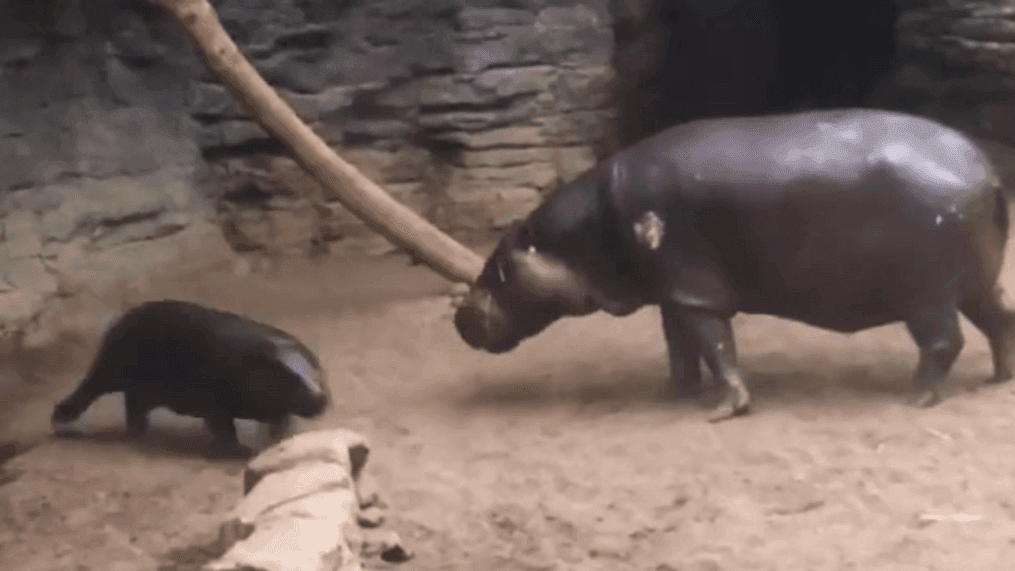 Baby hippo caught on camera with a case of the zoomies (Courtesy: Franklin Zoo)