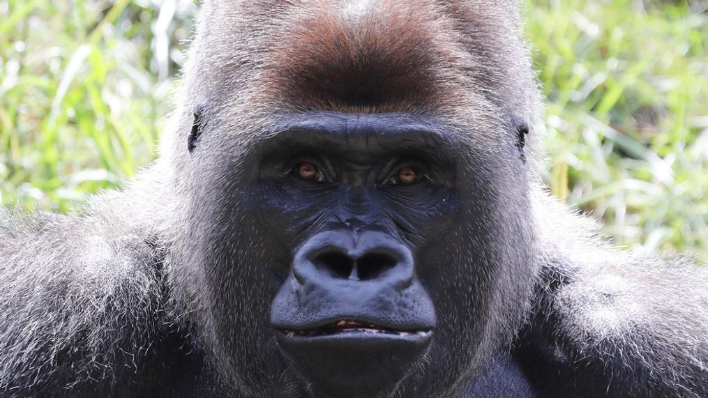 Chipua, aka Chip, one of three male gorillas that recently came to the Cincinnati Zoo from the Detroit Zoo. (Photo courtesy of the Cincinnati Zoo)