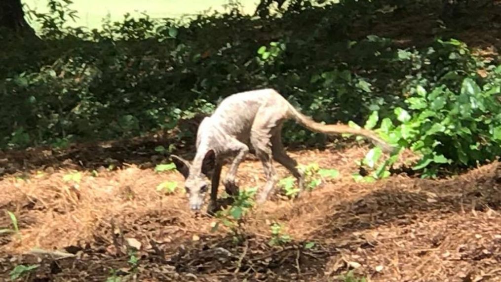 Chupacabra in the Carolinas? Or a coyote with mange? (Facebook/Doug Stewart)