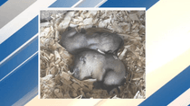 Image for story: Punxsutawney Groundhog Club asking for public's help in naming baby groundhogs