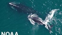 Image for story: Historic $82M funding boost aims to save North Atlantic right whales from extinction
